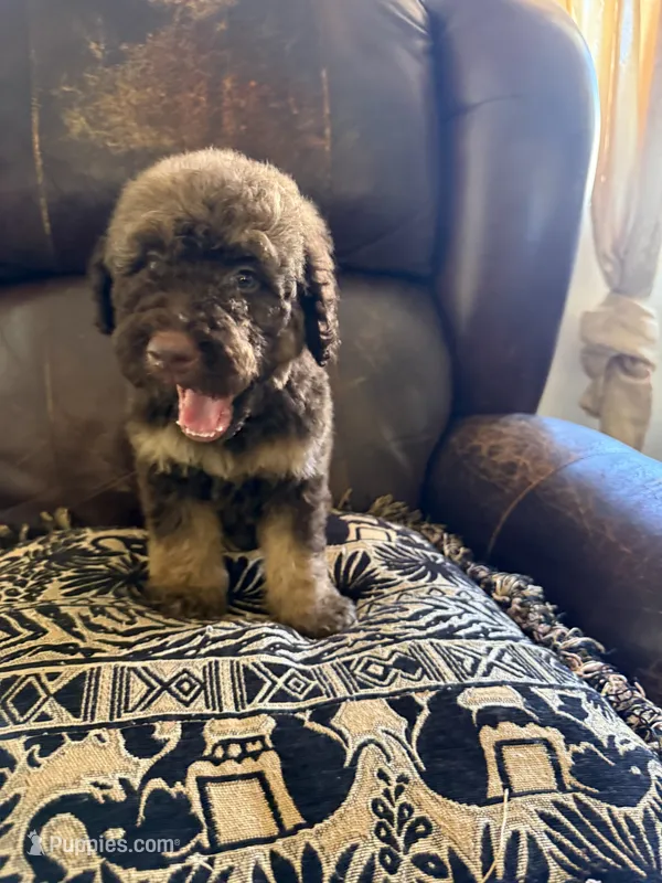 Bear – Poodle - Standard  puppy for sale in Douglas, AZ