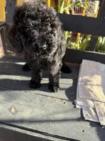 Luna, a female Poodle - Standard  for sale in Douglas, AZ – 5 of 10