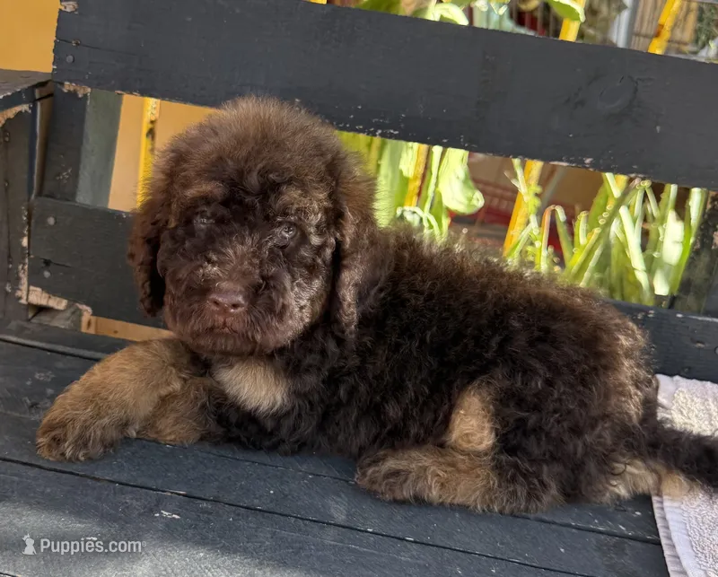 Bear – Poodle - Standard  puppy for sale in Douglas, AZ