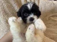 Oliver, a male Shihpoo for sale in Douglas, AZ – 4 of 10