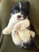 Louie, a male Shihpoo for sale in Douglas, AZ – 4 of 10
