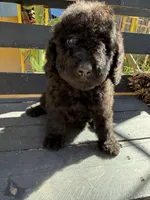 Raven, a female Poodle - Standard  for sale in Douglas, AZ – 2 of 7