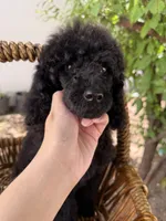 Luna, a female Poodle - Standard  for sale in Douglas, AZ – 7 of 10