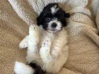 Oliver, a male Shihpoo for sale in Douglas, AZ – 5 of 10