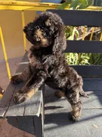 Bandit, a male Poodle - Standard  for sale in Douglas, AZ – 6 of 9