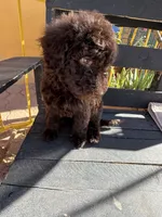 Willow, a female Poodle - Standard  for sale in Douglas, AZ – 4 of 9
