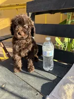 Moose, a male Poodle - Standard  for sale in Douglas, AZ – 5 of 10