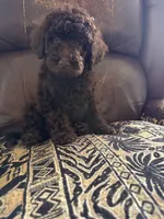 Moose, a male Poodle - Standard  for sale in Douglas, AZ – 6 of 10
