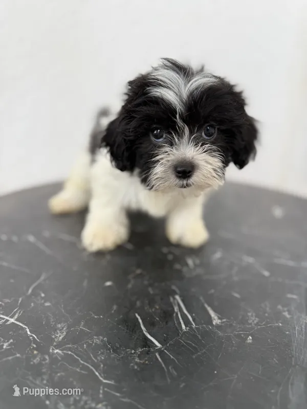 Oliver – Shihpoo puppy for sale in Douglas, AZ