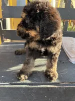 Bandit, a male Poodle - Standard  for sale in Douglas, AZ – 3 of 9