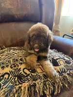 Hazel, a female Poodle - Standard  for sale in Douglas, AZ – 3 of 9