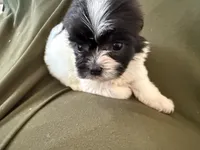 Theo, a male Shihpoo for sale in Douglas, AZ – 5 of 10