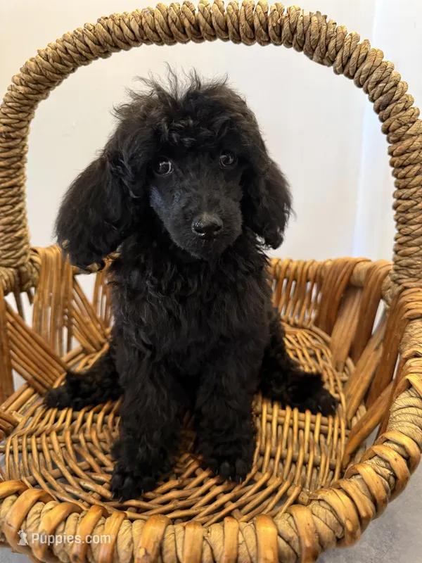Raven – Poodle - Standard  puppy for sale in Douglas, AZ