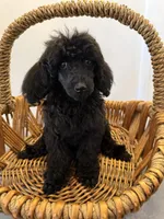 Raven, a female Poodle - Standard  for sale in Douglas, AZ – 5 of 10