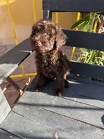 Moose, a male Poodle - Standard  for sale in Douglas, AZ – 9 of 10