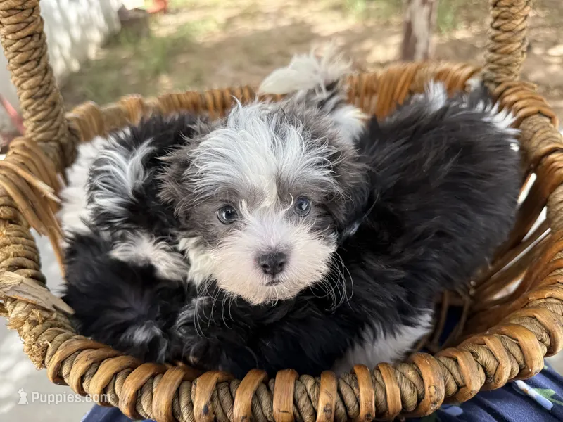 Winston – Shihpoo puppy for sale in Douglas, AZ