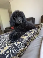 Luna, a female Poodle - Standard  for sale in Douglas, AZ – 3 of 10