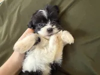 Louie, a male Shihpoo for sale in Douglas, AZ – 8 of 10