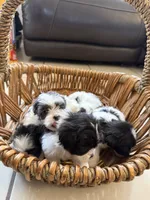 Oliver, a male Shihpoo for sale in Douglas, AZ – 8 of 10