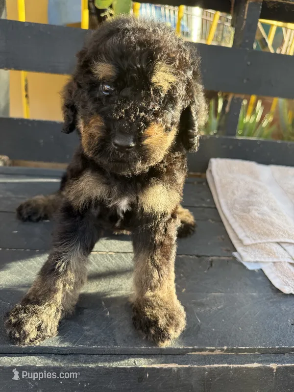 Bandit – Poodle - Standard  puppy for sale in Douglas, AZ