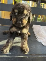 Bandit, a male Poodle - Standard  for sale in Douglas, AZ – 1 of 9