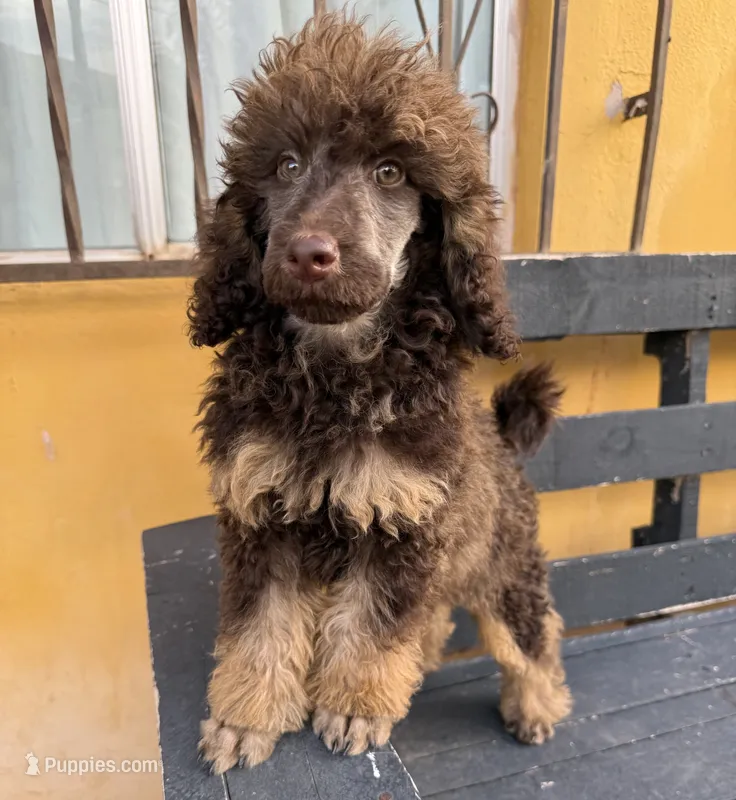 Hazel – Poodle - Standard  puppy for sale in Douglas, AZ