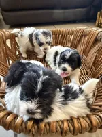 Winston, a male Shihpoo for sale in Douglas, AZ – 8 of 10