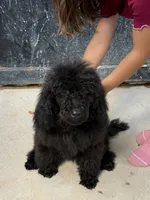 Luna, a female Poodle - Standard  for sale in Douglas, AZ – 10 of 10