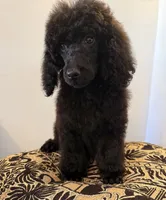 Luna, a female Poodle - Standard  for sale in Douglas, AZ – 6 of 10