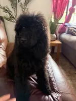Luna, a female Poodle - Standard  for sale in Douglas, AZ – 3 of 10