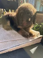 Bear, a male Poodle - Standard  for sale in Douglas, AZ – 2 of 7