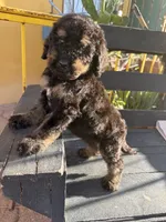 Bandit, a male Poodle - Standard  for sale in Douglas, AZ – 4 of 9
