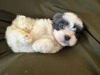 Winston, a male Shihpoo for sale in Douglas, AZ – 6 of 10