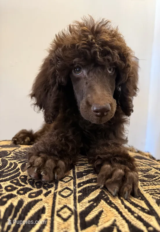 Moose – Poodle - Standard  puppy for sale in Douglas, AZ