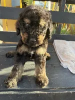 Bandit, a male Poodle - Standard  for sale in Douglas, AZ – 5 of 9