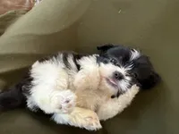 Louie, a male Shihpoo for sale in Douglas, AZ – 1 of 10