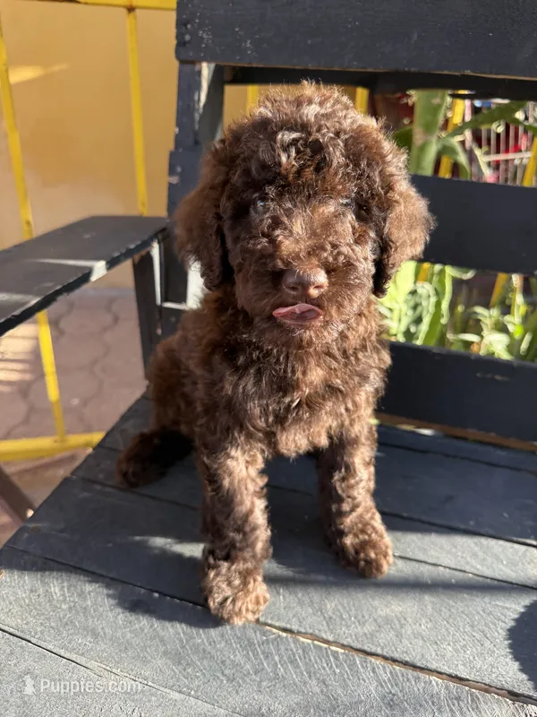Moose – Poodle - Standard  puppy for sale in Douglas, AZ