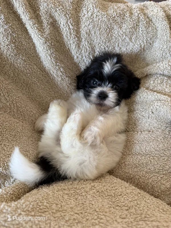 Oliver – Shihpoo puppy for sale in Douglas, AZ