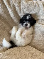 Oliver, a male Shihpoo for sale in Douglas, AZ – 1 of 10