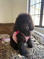 Luna, a female Poodle - Standard  for sale in Douglas, AZ – 5 of 10