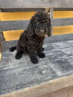 Luna, a female Poodle - Standard  for sale in Douglas, AZ – 9 of 10