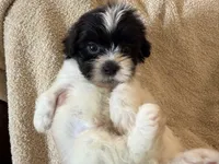 Oliver, a male Shihpoo for sale in Douglas, AZ – 7 of 10