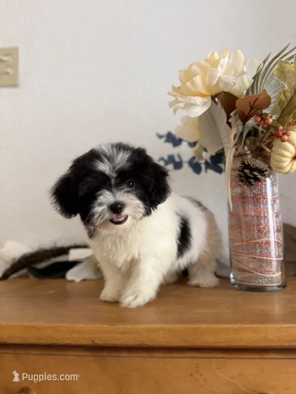Oliver – Shihpoo puppy for sale in Douglas, AZ