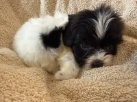 Oliver, a male Shihpoo for sale in Douglas, AZ – 9 of 10