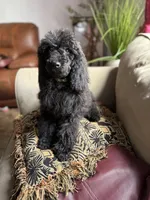 Luna, a female Poodle - Standard  for sale in Douglas, AZ – 5 of 10