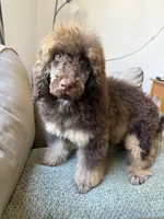 Hazel, a female Poodle - Standard  for sale in Douglas, AZ – 1 of 10