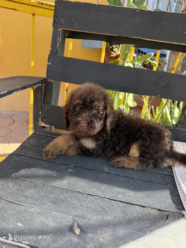 Bear – Poodle - Standard  puppy for sale in Douglas, AZ