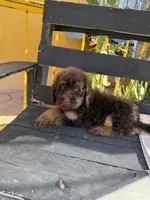 Bear, a male Poodle - Standard  for sale in Douglas, AZ – 1 of 7