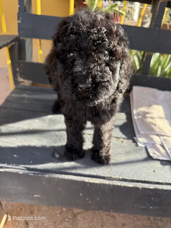 Luna – Poodle - Standard  puppy for sale in Douglas, AZ