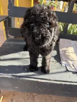 Luna, a female Poodle - Standard  for sale in Douglas, AZ – 1 of 10